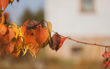 Branches of an apricot tree with yellowed leaves on the background of the house. Selective focus.