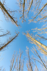 Upward looking shot inside forest in winter with deciduous trees under blue sky