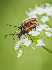 Zmorsznik mały (Pseudovadonia livida) © Sawomir