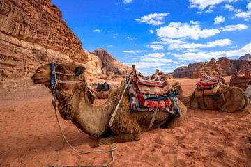 Derserto Wadi Rum in Giordania, rocce e sabbia, beduini e cammelli