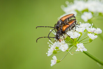 Zmorsznik mały (Pseudovadonia livida) © Sawomir