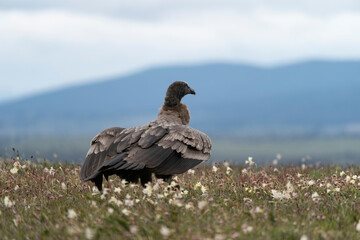 The Andean condor (Vultur gryphus)