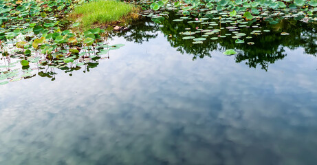 Green Leaves waterlily or lotus reflection in the pond