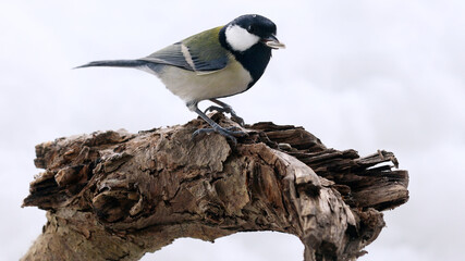 雪が積もるツルウメモドキにとまるシジュウカラのメス Wall Mural Kelly Marken