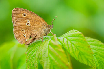 Motyl