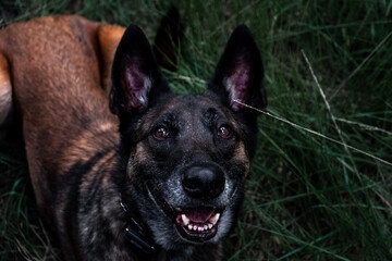 Belgian malinois laying in the grass