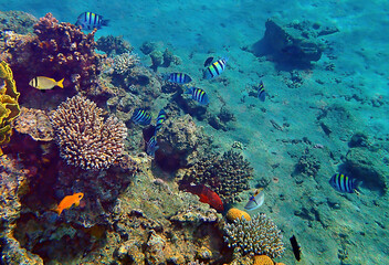 Fototapeta na wymiar Morning scene from life of exotic fish inhabiting coral reefs at the Red Sea, Middle East