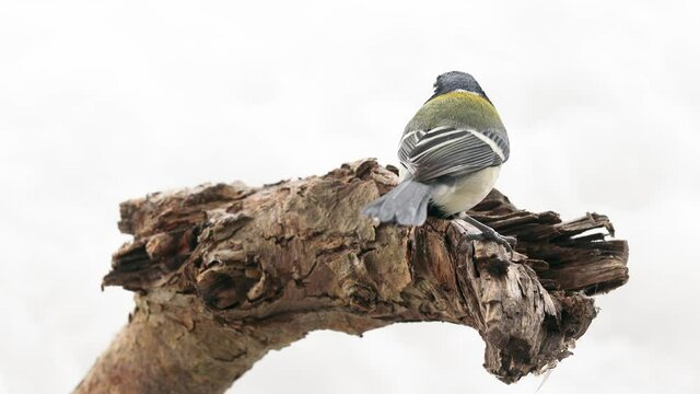 柳の枝にとまってヒマワリの種をついばむシジュウカラ