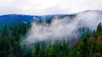 Pine forest fog smoke mountains