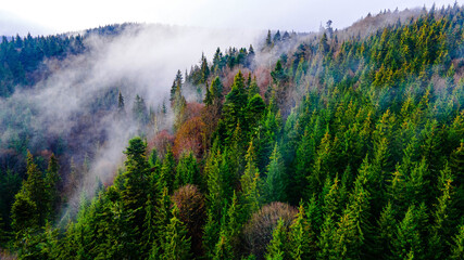 Pine forest fog smoke mountains