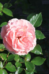 Rose altrosa