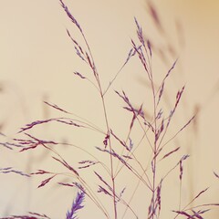 dry plants in the nature in autumn season