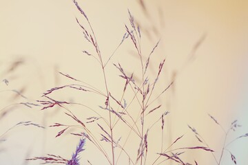 dry plants in the nature in autumn season