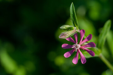 A shallow focus shot of purple Pirouette flower (Silene Colorata) in the Maltese countryside © James Attard/Wirestock