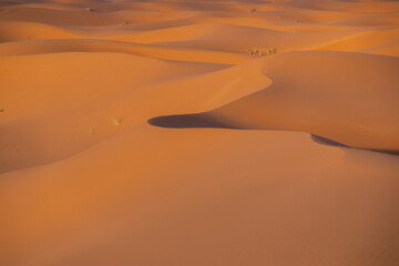 Sahara desert, dunes