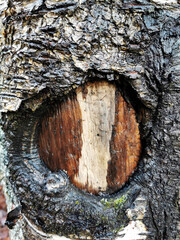 A vertical shot of a tree inside the hollow of another tree