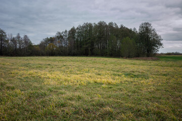 A meadow in front of a forest and a cloudy sky