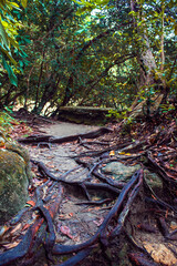 Road in jungles in the National Park at Penang Island, Malaysia, Asia