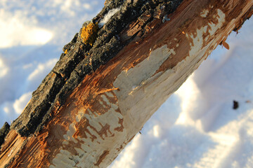 Tree gnawed by beavers. Damaged chewed tree with animals teeth marks