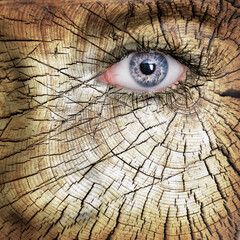 Cracked wood texture on woman face - forestry concpet