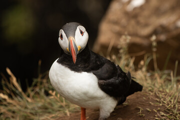 Puffin guckt
