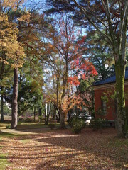 Naklejka premium 晩秋の紅葉