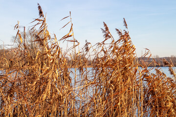 Wiele roślin © artur
