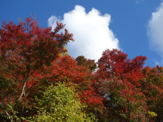 青空の下の紅葉