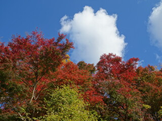 青空の下の紅葉