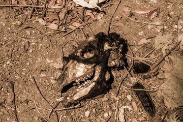 Goat Skull in Magic Forest Cuba