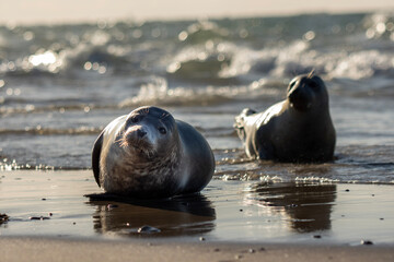 Sea seal on the beach
