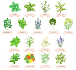 17種類のハーブイラスト © asai