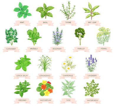 レモングラス Images Browse 1 012 Stock Photos Vectors And Video Adobe Stock