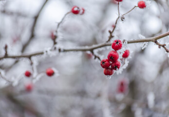 The first snow in the plains of Vojvodina. Novi Sad, Serbia 