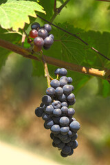Grappe de raisin sur une vigne