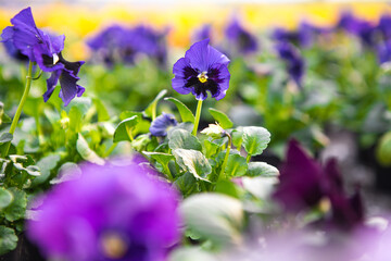 Stiefm&uuml;tterchen Viola