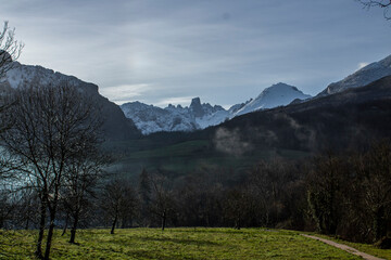 Obraz premium Far snowy mountain in a field of trees
