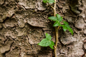 green plant grows up the bark from a tree