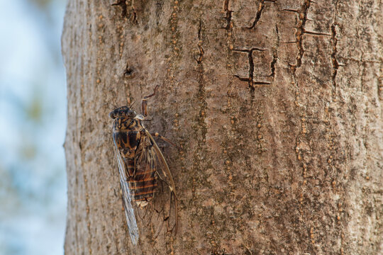 Cicada on the olive tree macro photo.