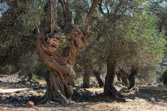 Olive grove of the oldest trees on Adriatic island Pag.