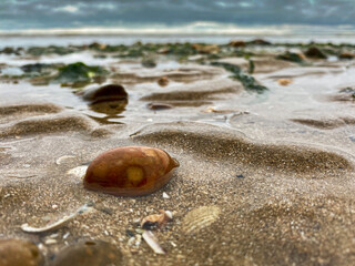shell on the beach