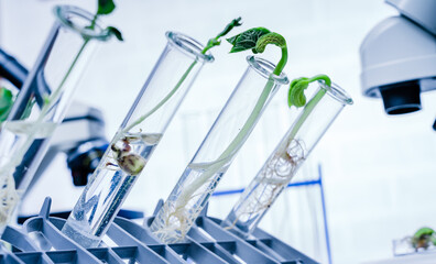 Fototapeta na wymiar Genetically modified plant tested .Ecology laboratory exploring new methods of plant breeding