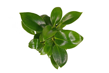 Top view of small tropical 'Philodendron Green Princess' houseplant isolated on white background