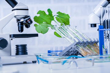 Genetically modified plant tested  .Ecology laboratory exploring new methods of plant breeding