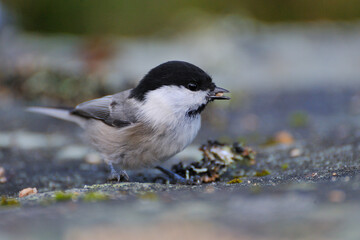 Sumpfmeise oder Nonnenmeise (Poecile palustris) in Schweden