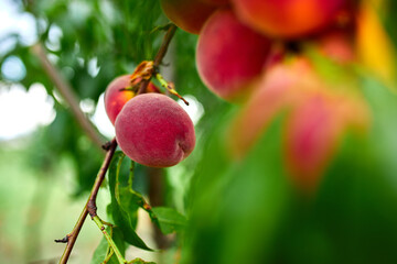 Sweet peach fruits growing on a peach tree branch
