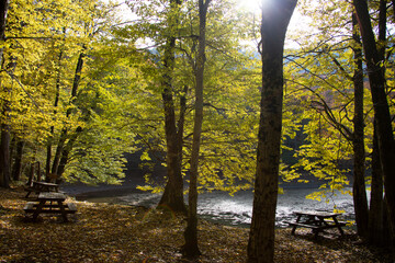 Fototapeta premium A forest in Bolu Yedigoller which is in Turkey under a brgiht blue sky. It has a natural refreshing environment