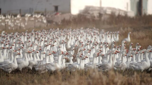 Poultry farm walks flock of geese on farm. Many white geese with orange beaks walk in group. Closeup of farm birds