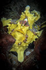 Yellow warty clown frogfish on coral reef hiding in a sponge