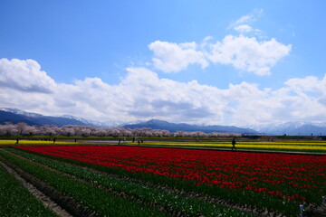 日本の春。舟川べり春の四重奏。朝日、富山、日本。４月中旬。